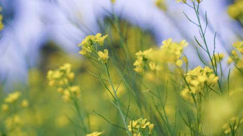 Mustard Field